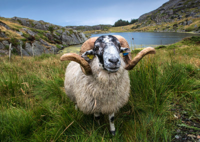 Konge på haugen