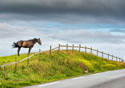 Hest på haugen