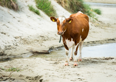 Tur på stranden