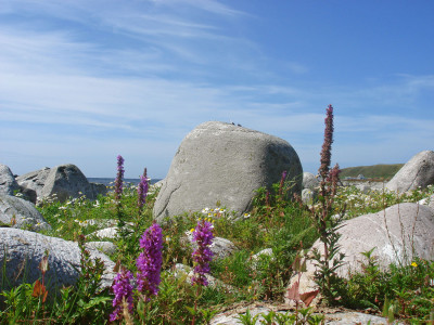 Blomsterfryd