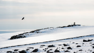 Ørn over vinterlandskap