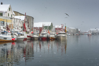 Overvåkende måker