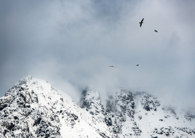 Fuglefjellet