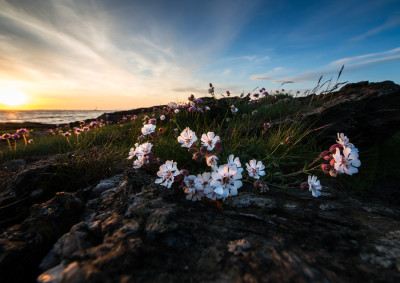 Strandsnelle