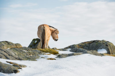 Venter på vår 