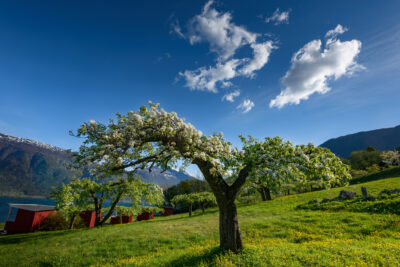 Vår i Hardanger