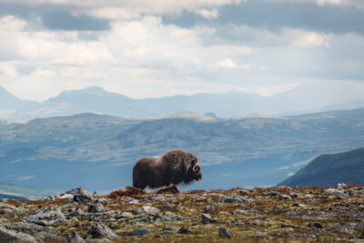 Moskus ved Snøheim