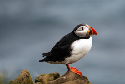 Puffin 1