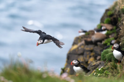 Puffin 2