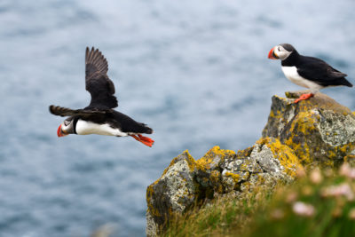 Puffin 5