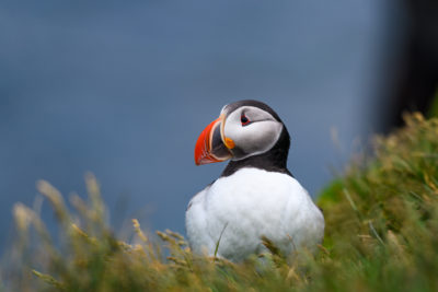 Puffin 8