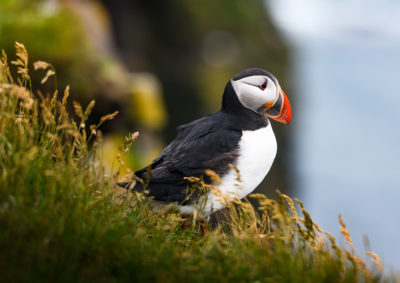 Puffin 6