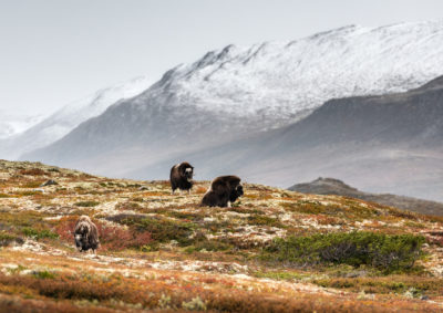 Moskus i landskapet